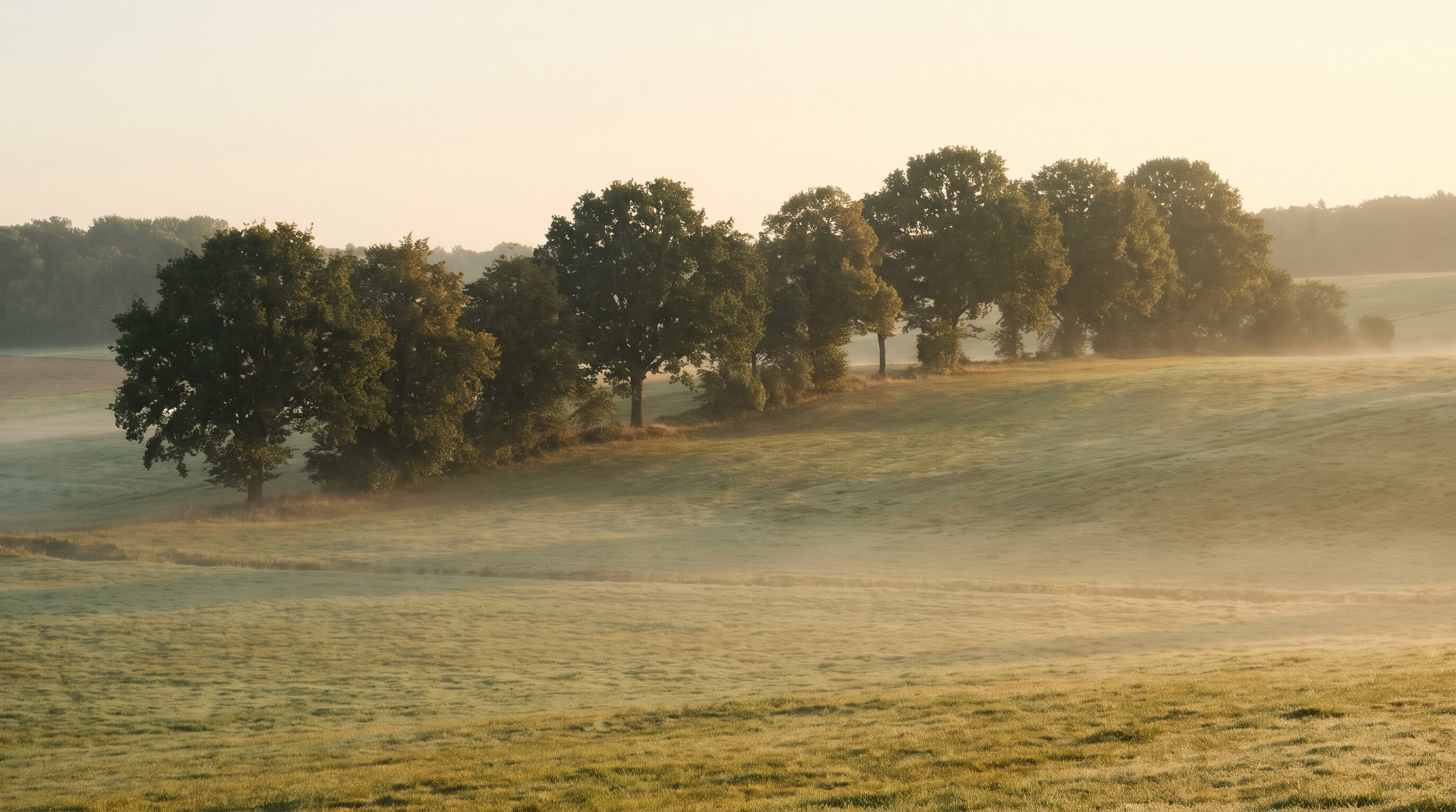 Weite Wiese mit Baumreihe im Morgennebel